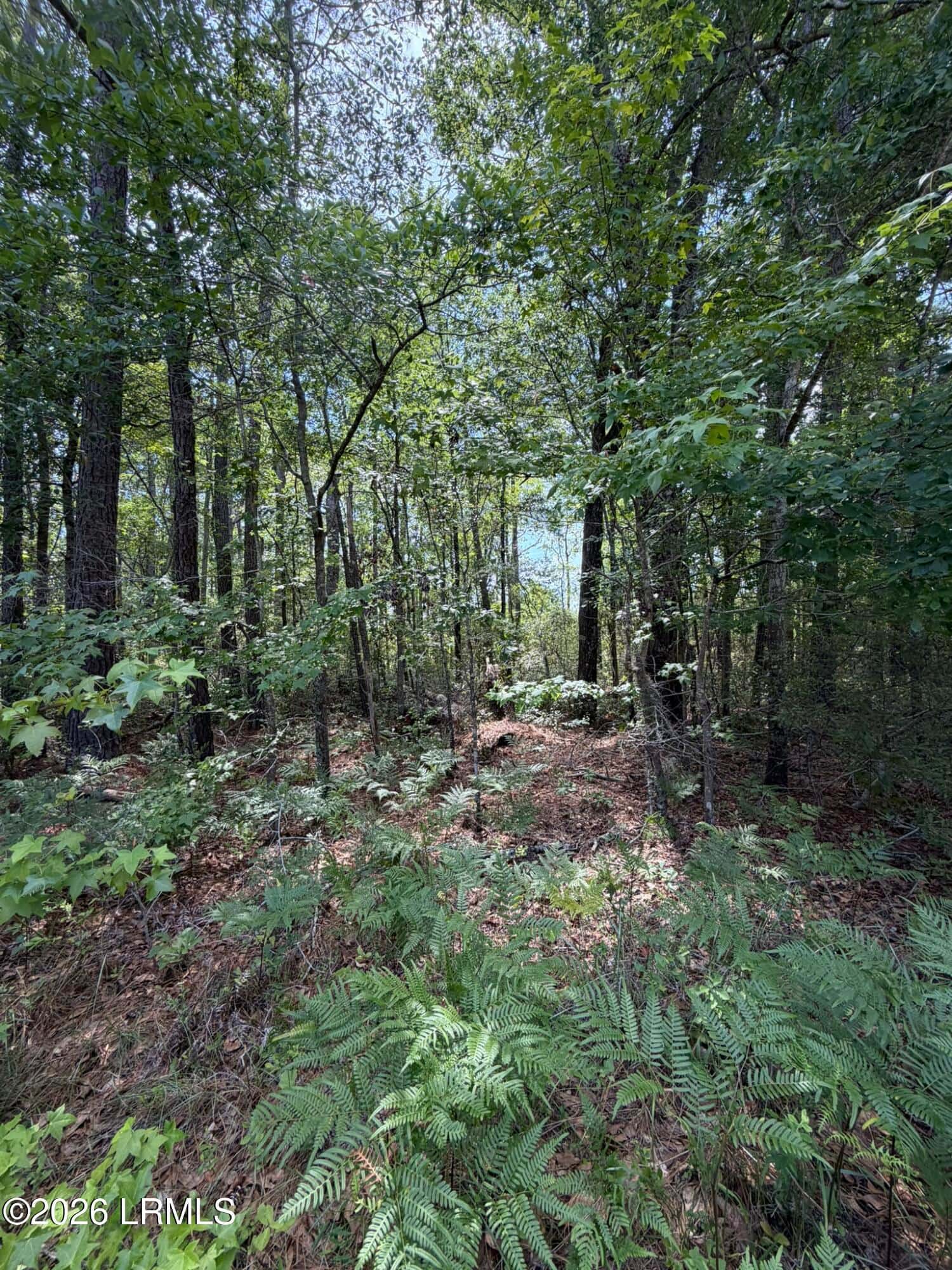 Tbd Hillcrest Drive, Hampton, SC 29924 — photo 3 of 7