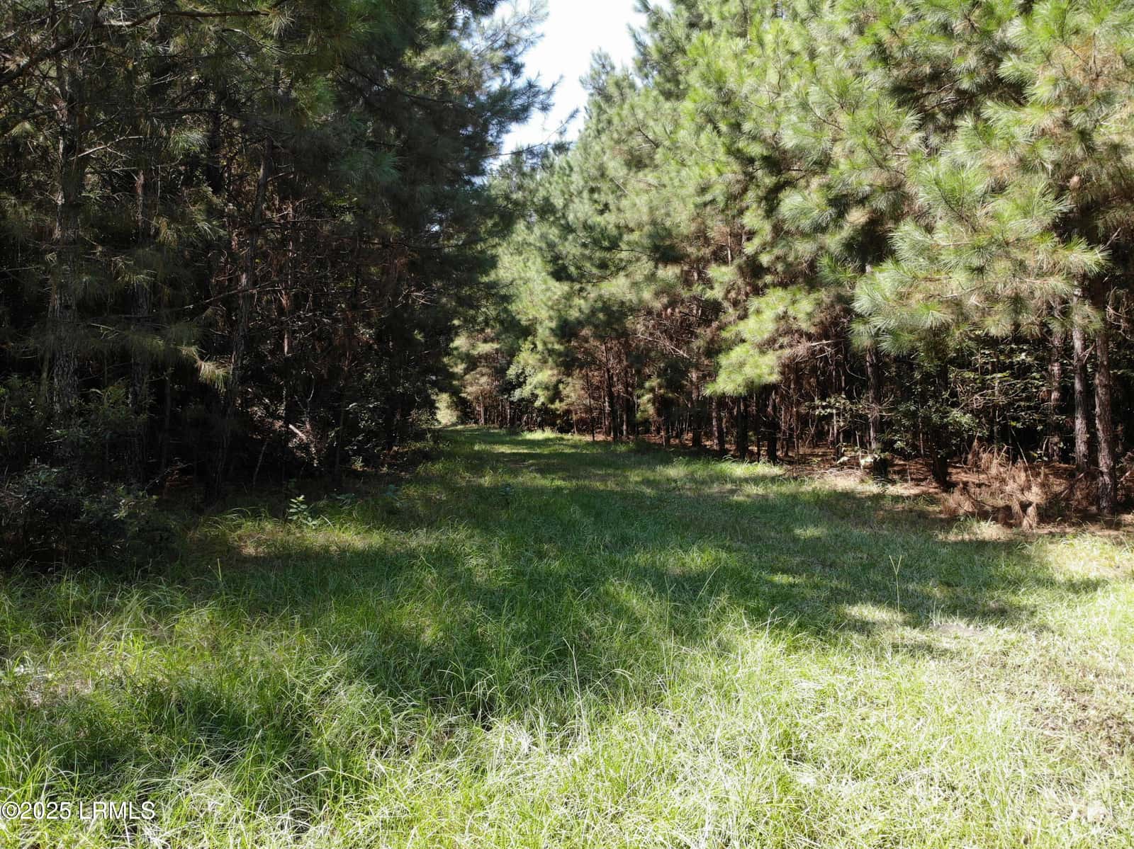 Tbd Old Buckhead Road, Bamberg, SC 29003 — photo 16 of 22