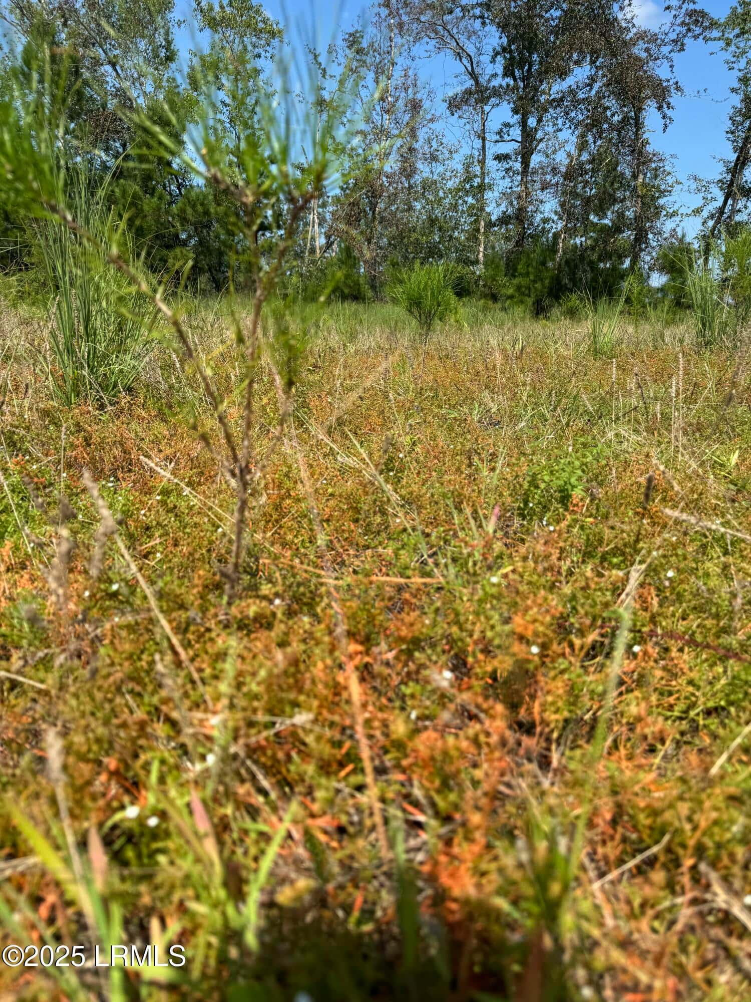 Tbd Old Buckhead Road, Bamberg, SC 29003 — photo 20 of 22