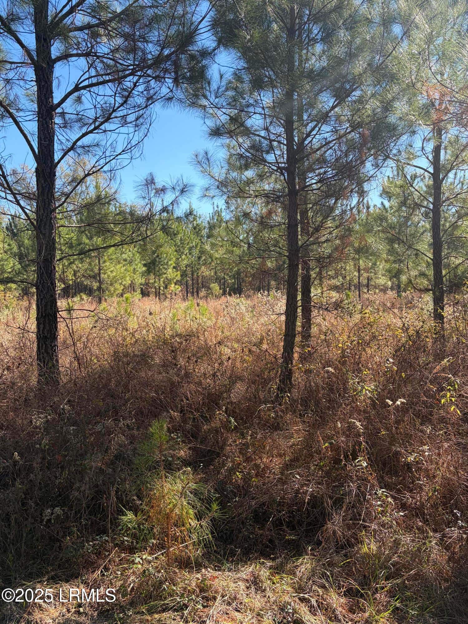 Tbd Orangeburg Road, Estill, SC 29939 — photo 4 of 31