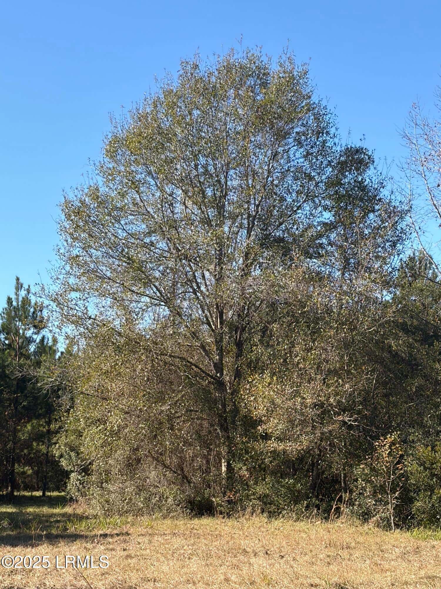 Tbd Orangeburg Road, Estill, SC 29939 — photo 10 of 31