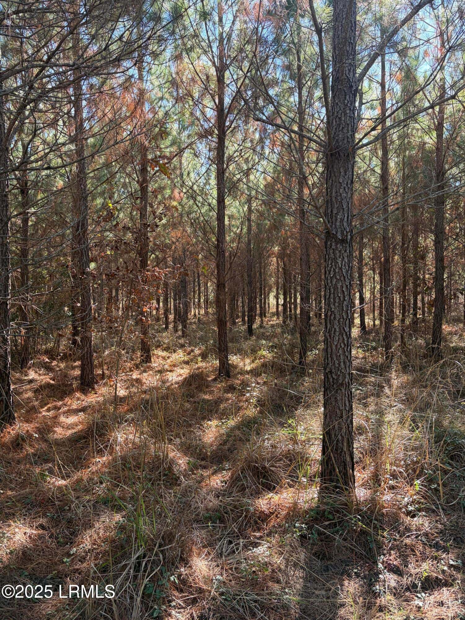 Tbd Orangeburg Road, Estill, SC 29939 — photo 11 of 31