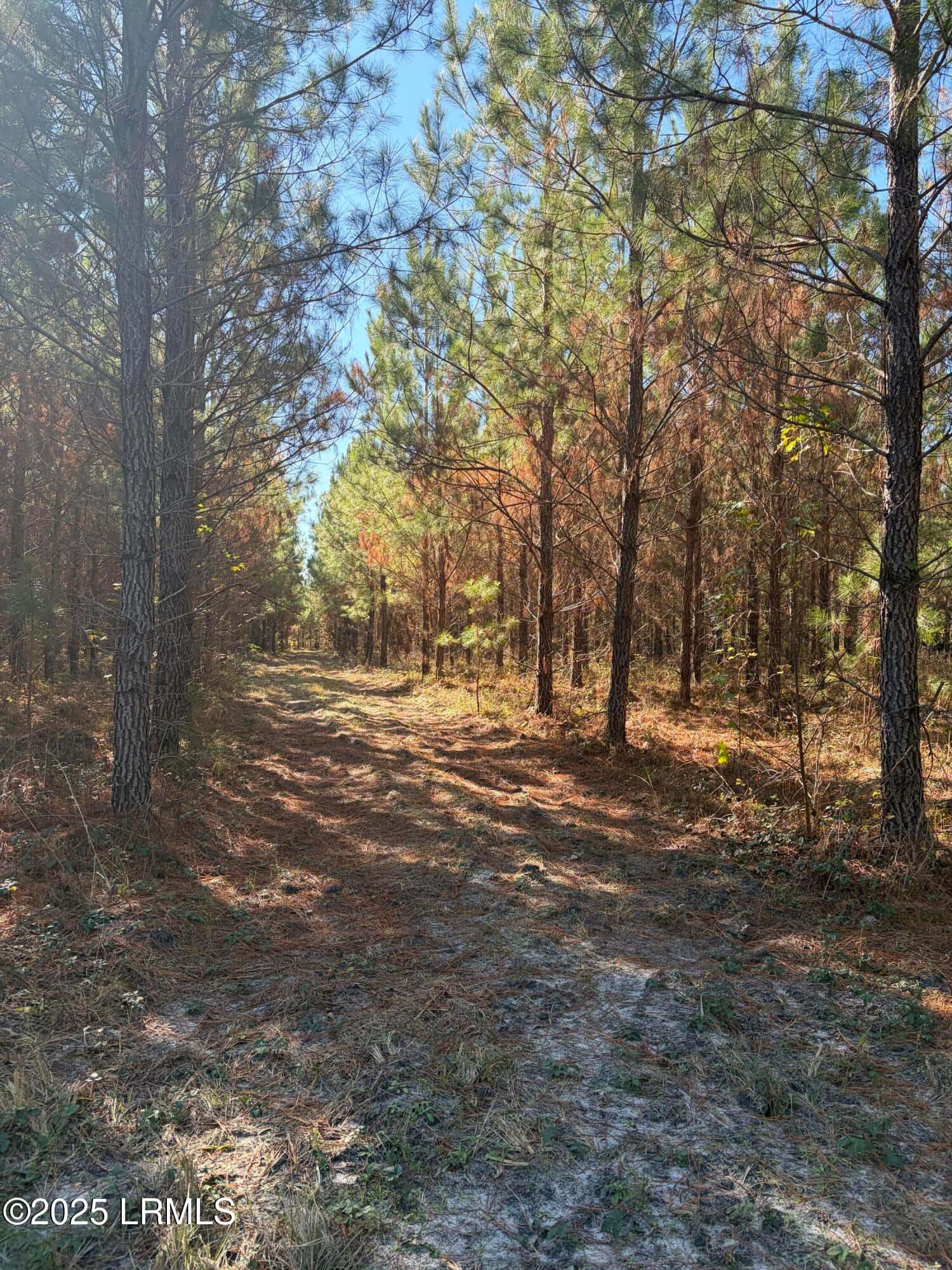 Tbd Orangeburg Road, Estill, SC 29939 — photo 12 of 31
