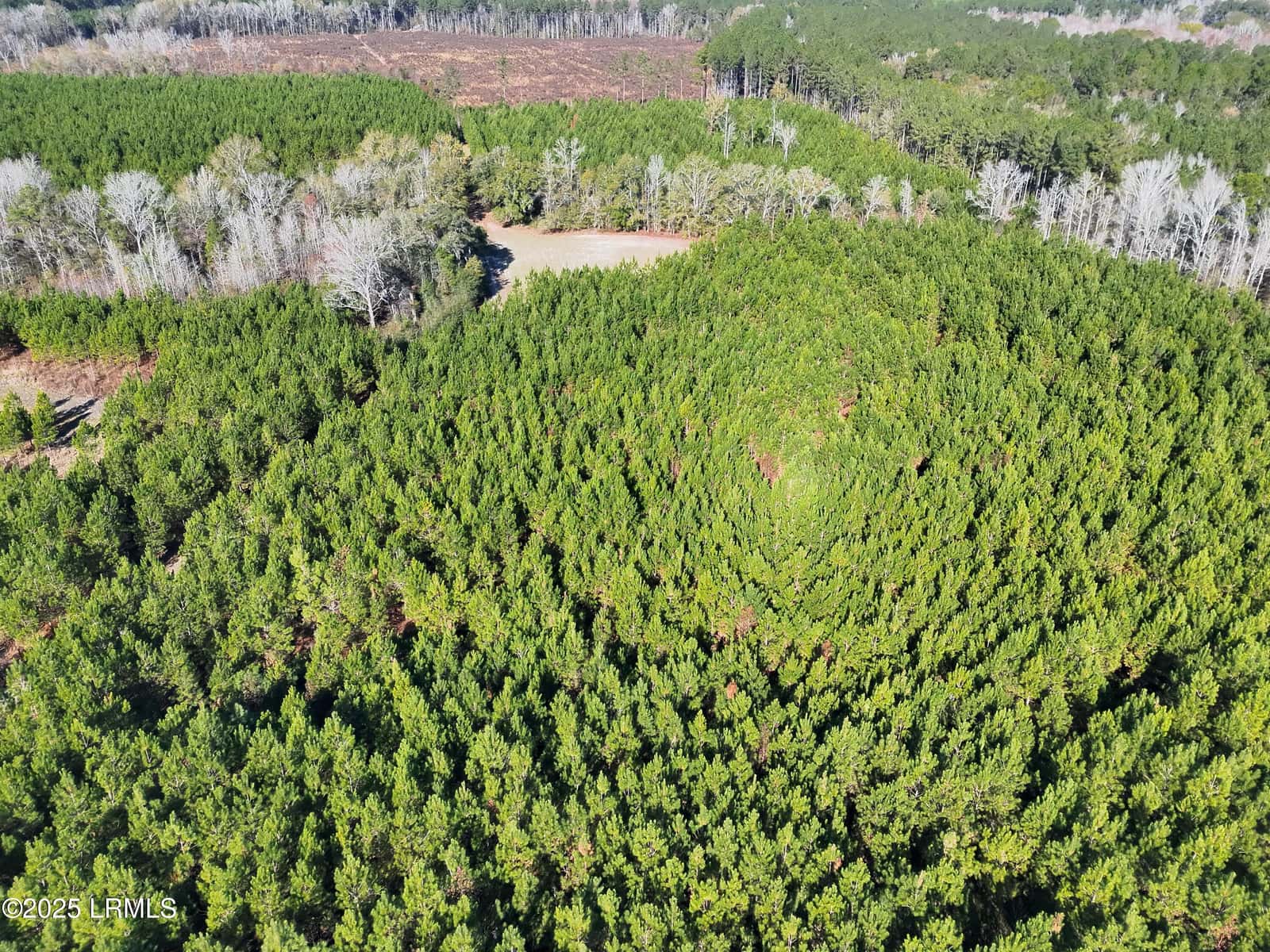 Tbd Orangeburg Road, Estill, SC 29939 — photo 15 of 31