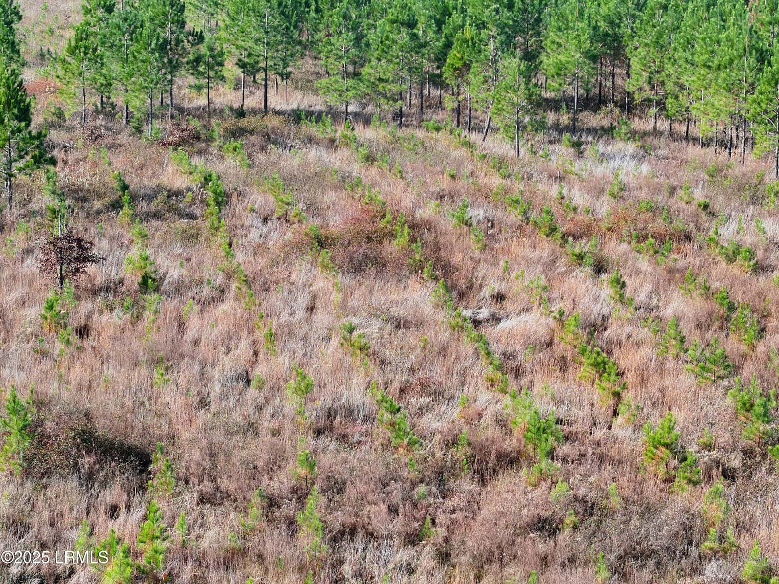 Tbd Orangeburg Road, Estill, SC 29939 — photo 29 of 31