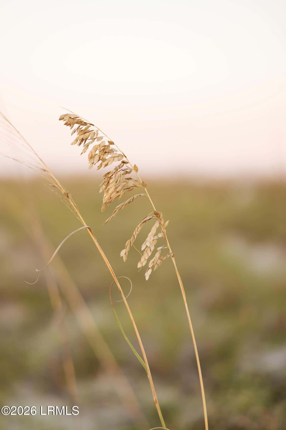 848 Marsh Dunes Road, Fripp Island, SC 29920 — photo 27 of 54