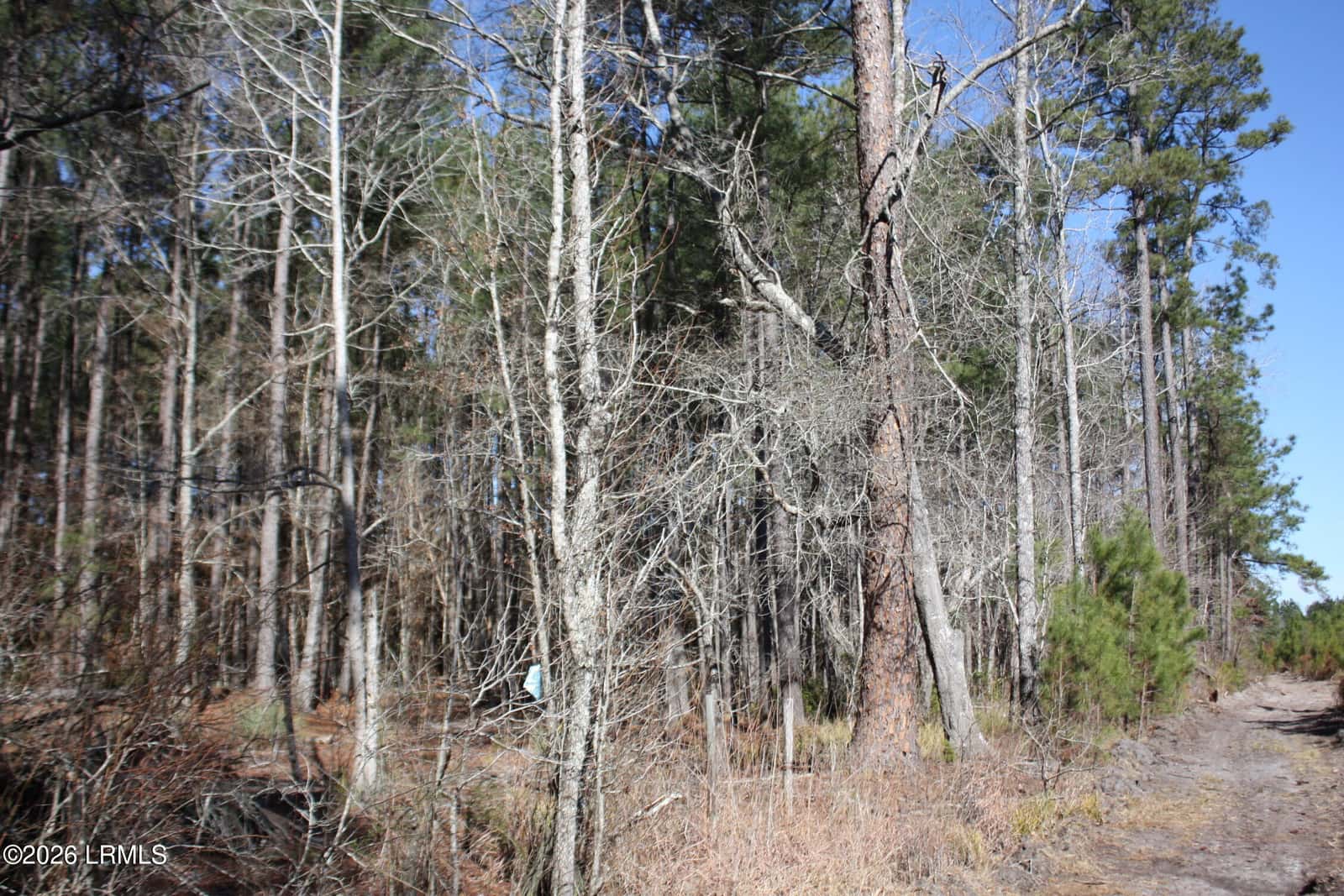 2650 Joe Miley Road, Brunson, SC 29911 — photo 6 of 13