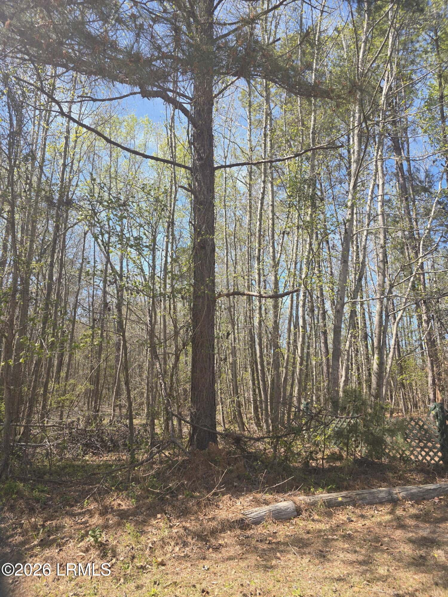 Lot 5 Freeman Street, Hampton, SC 29924 — photo 6 of 7