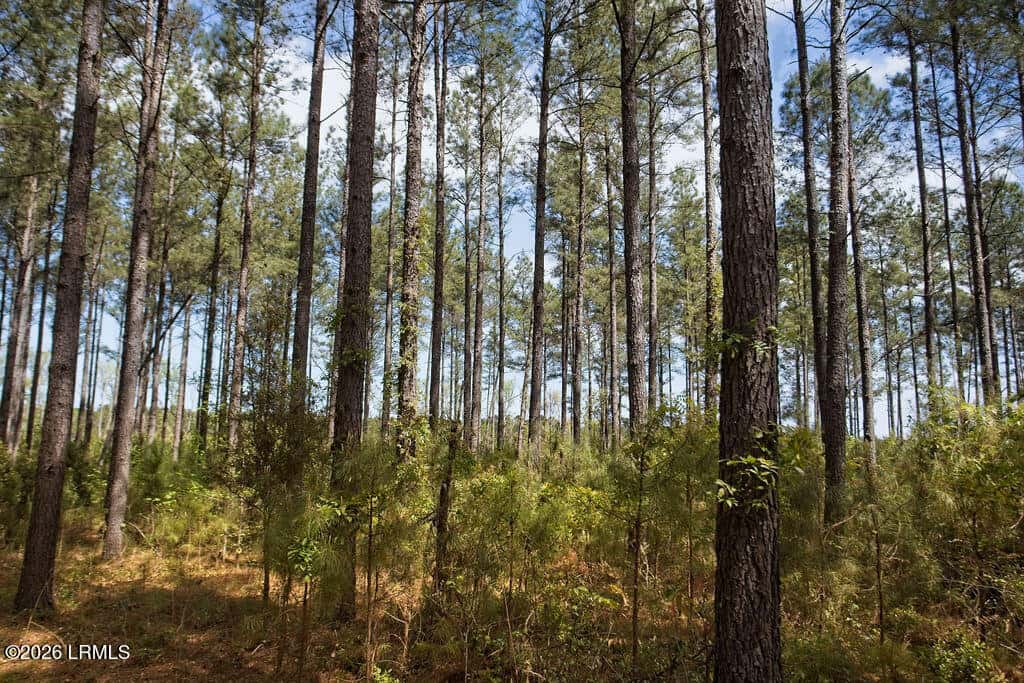 1342 Thomas Hamilton Road, Brunson, SC 29911 — photo 43 of 46