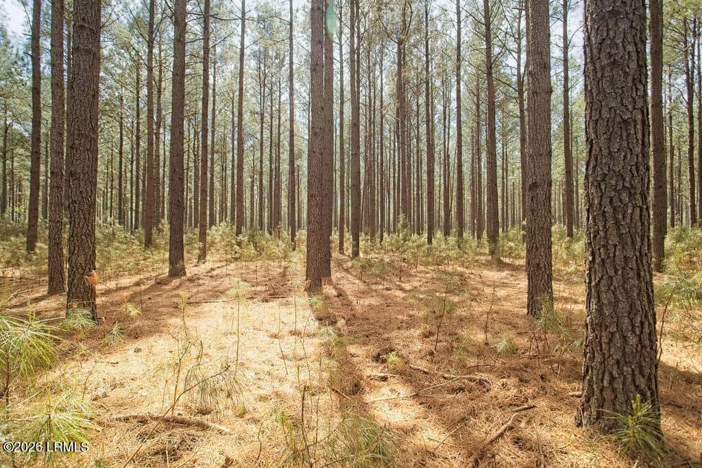 1342 Thomas Hamilton Road, Brunson, SC 29911 — photo 46 of 46