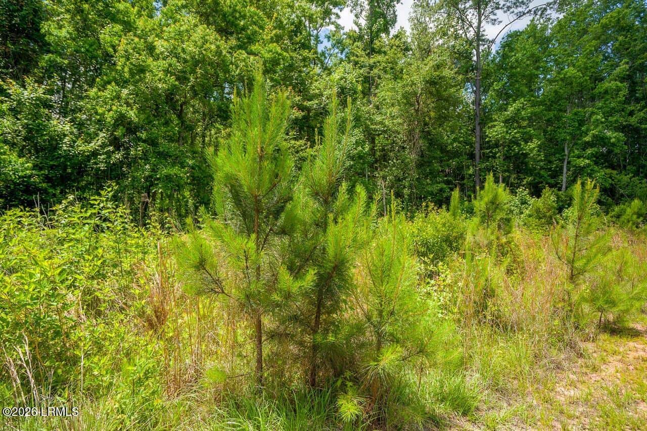 Tbd Evergreen Lane, Walterboro, SC 29488 — photo 20 of 39