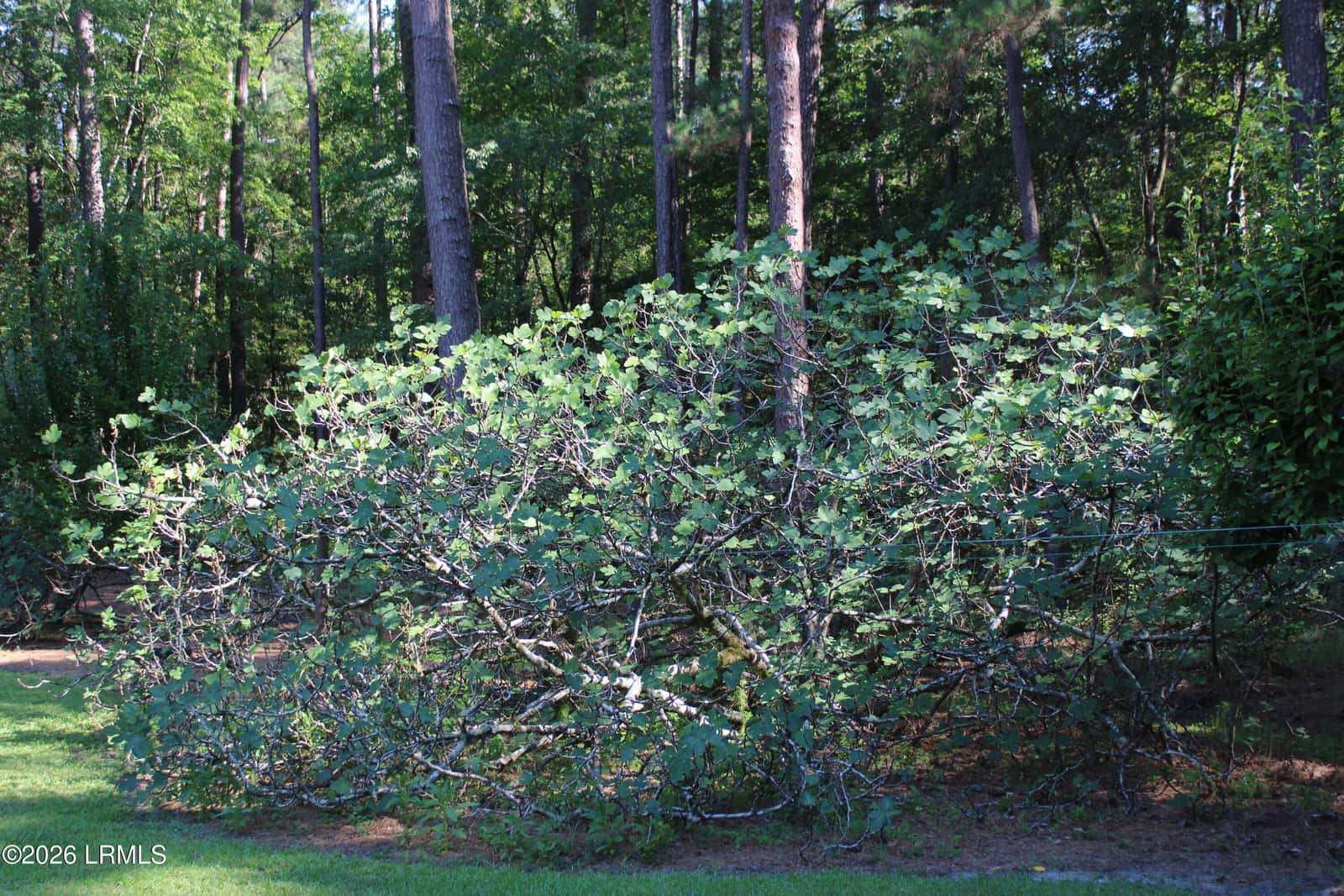 6054 Yemassee Highway, Varnville, SC 29944 — photo 26 of 26