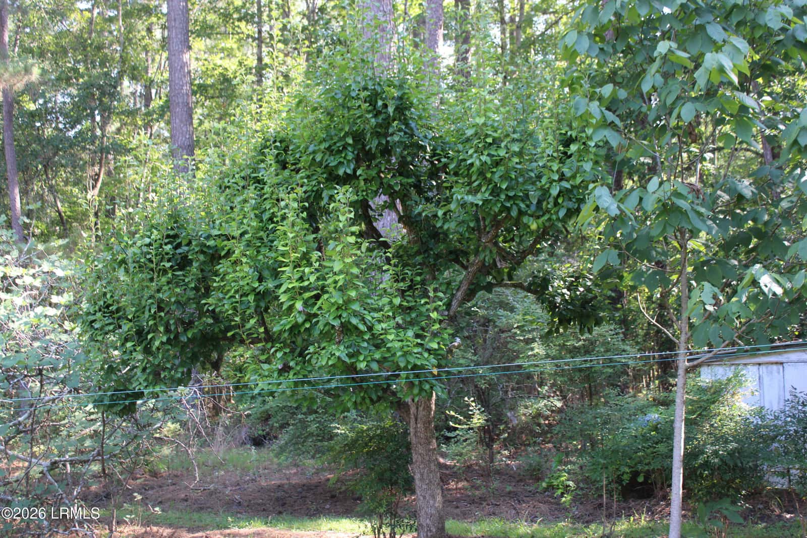 6054 Yemassee Highway, Varnville, SC 29944 — photo 25 of 26
