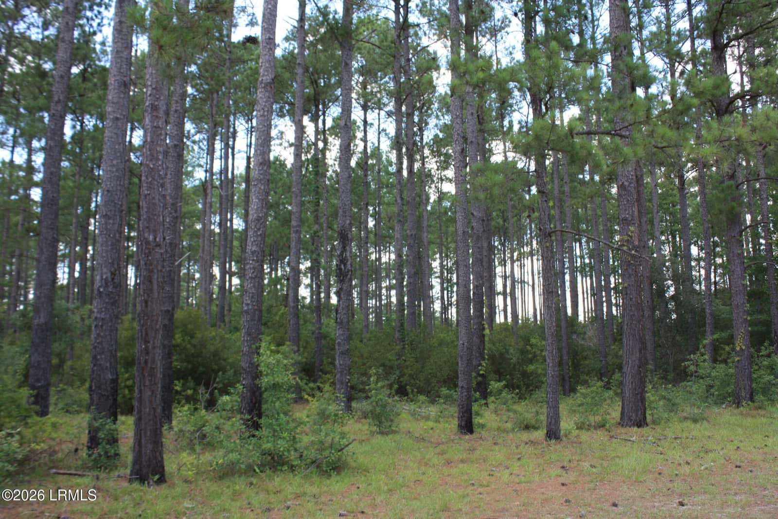 3222 Charleston Highway, Varnville, SC 29944 — photo 13 of 44