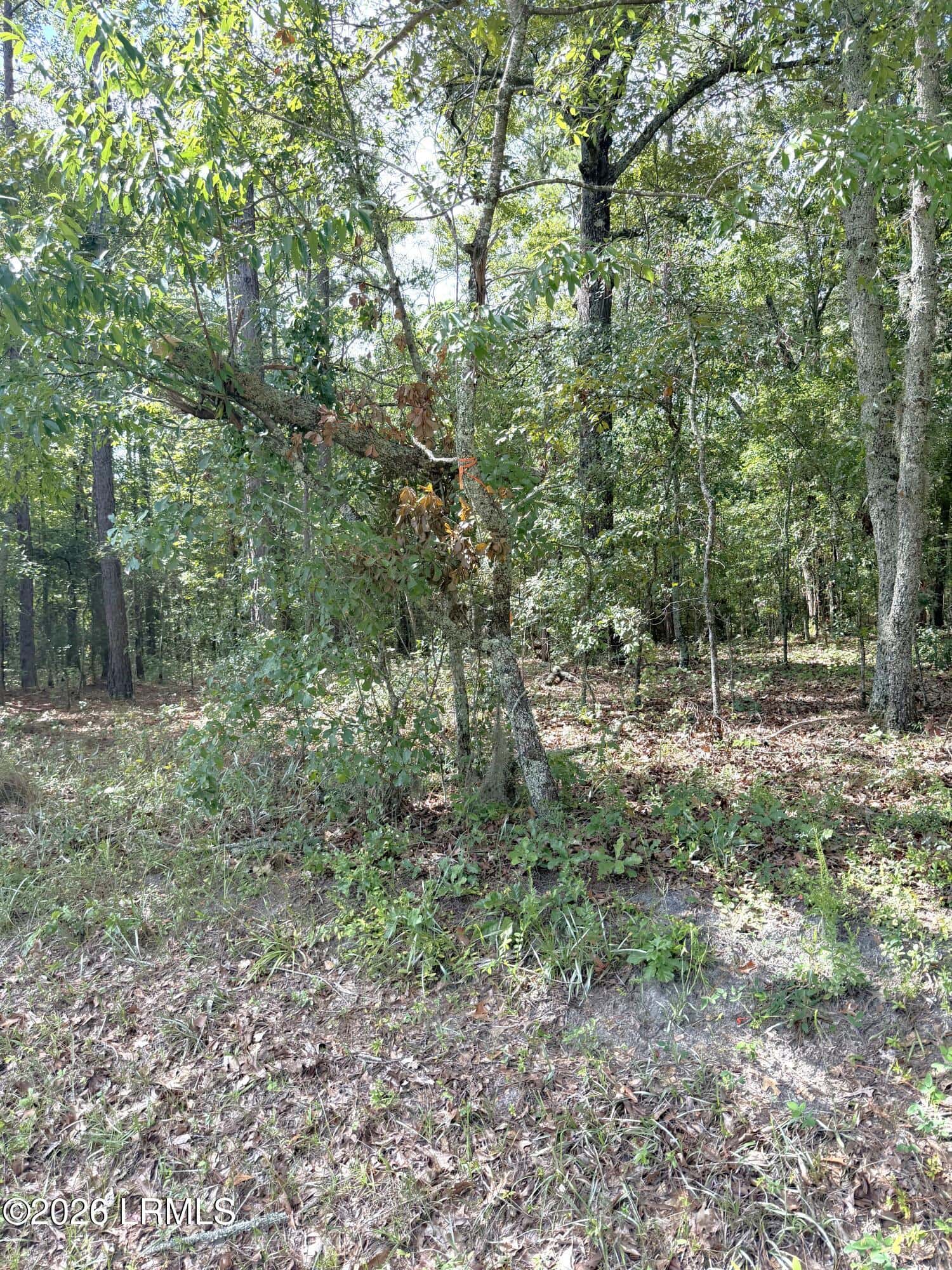 90 Honey Drive, Walterboro, SC 29488 — photo 5 of 6