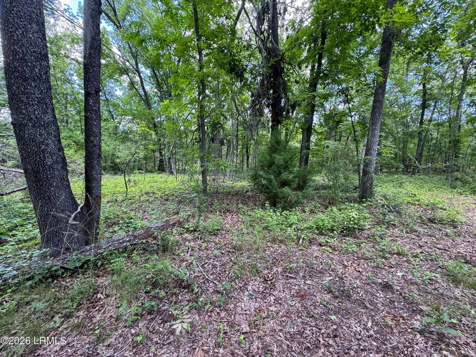 Tbd B Confederate Highway, Fairfax, SC 29827 — photo 9 of 11
