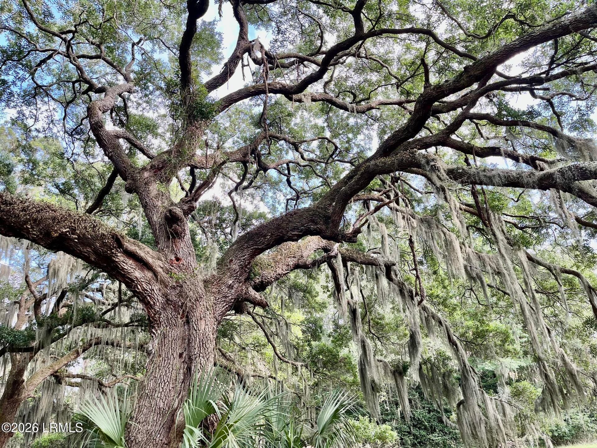 Tbd Mattis Drive, St. Helena Island, SC 29920 — photo 1 of 12