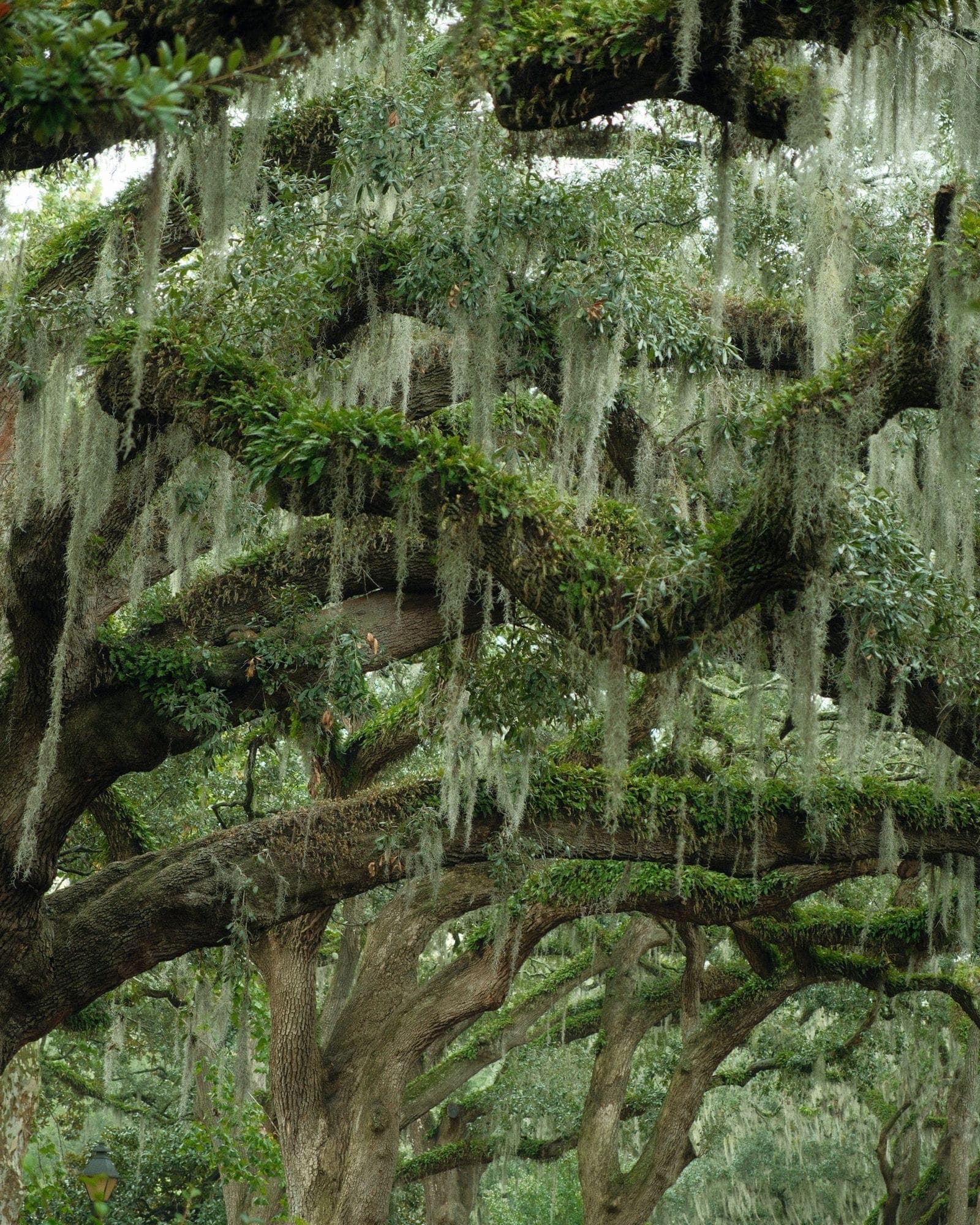 Okatie, South Carolina Lowcountry